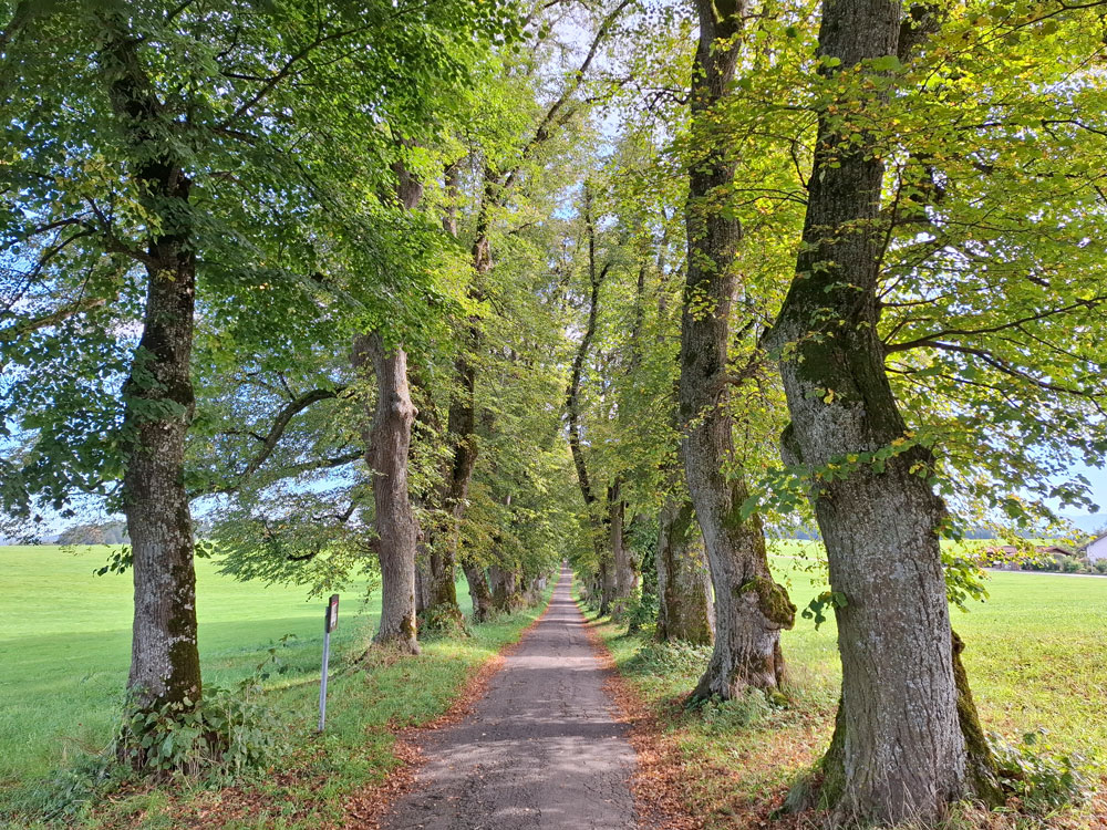Allee Marktoberdorf